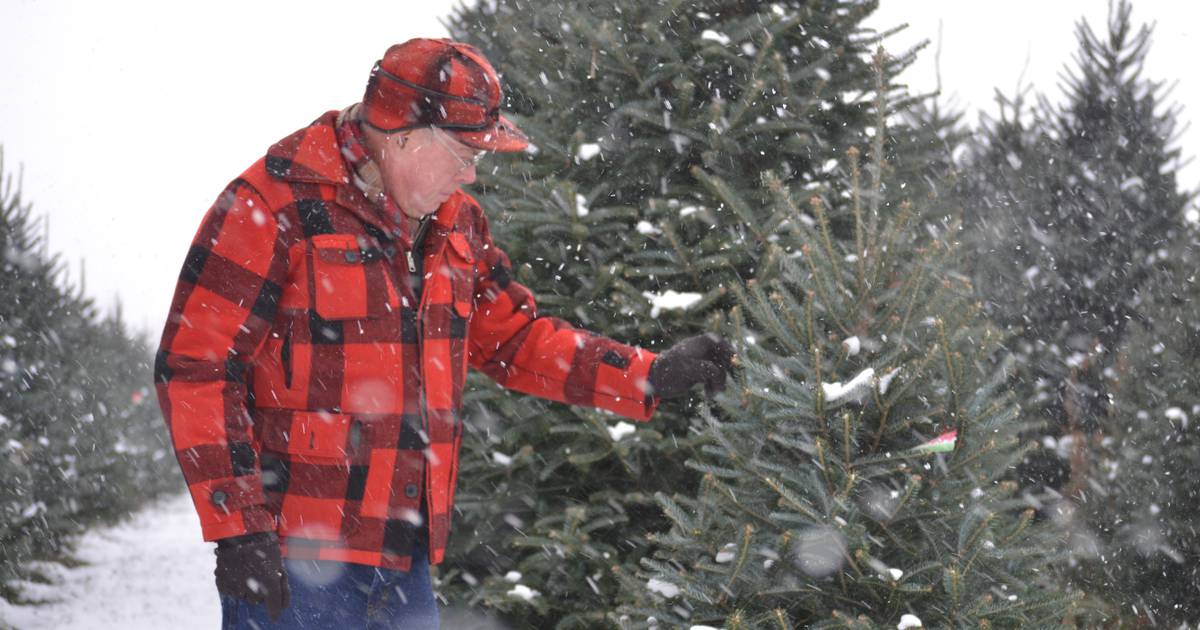 Christmas tree farm facts Indiana No. 11 in Christmas tree production