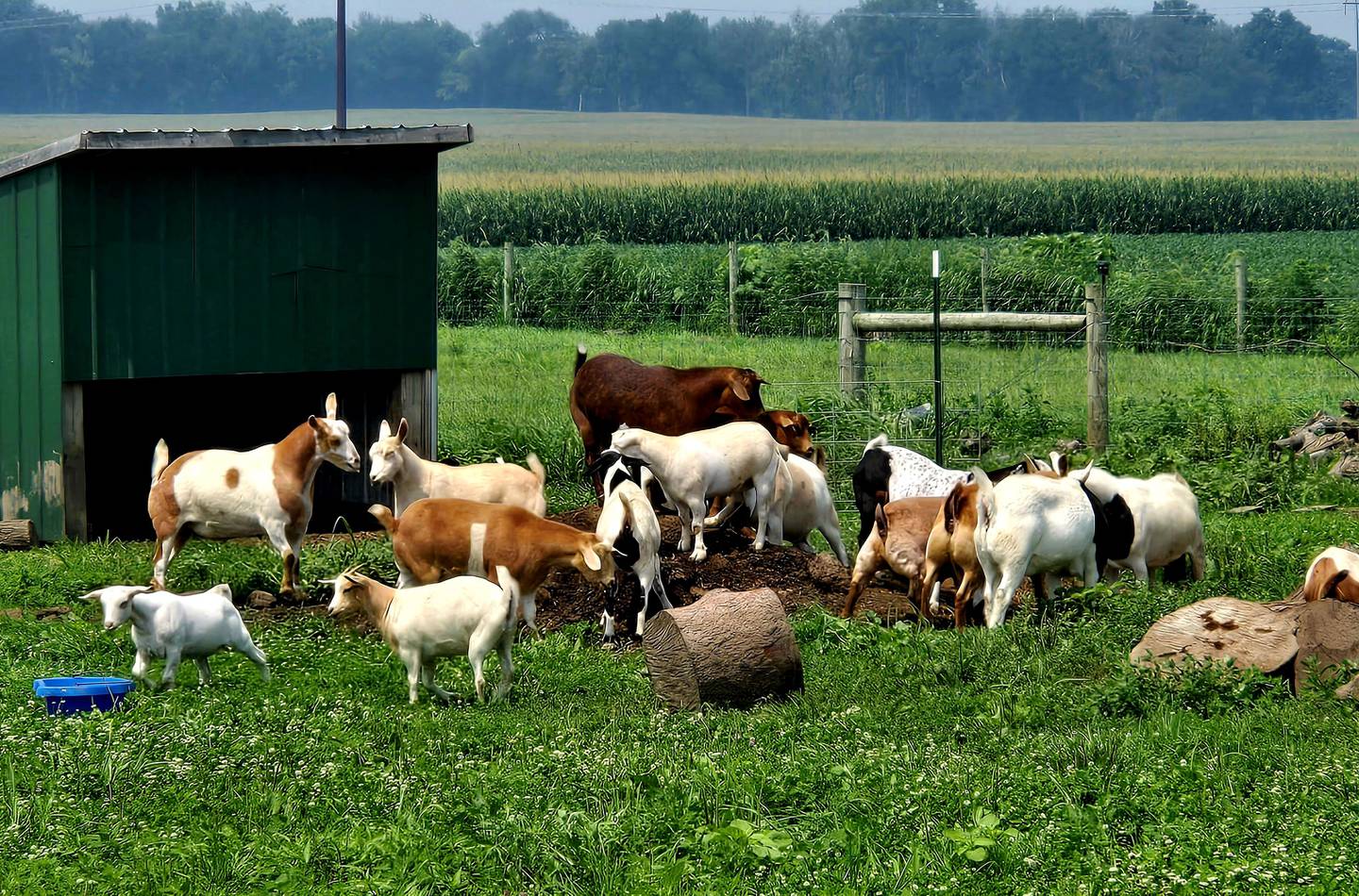 “Myos on the Prairie” — Aubrey Setchell: “I love watching my myotonics play in the field. When they get done in the show ring, it’s time to play.”