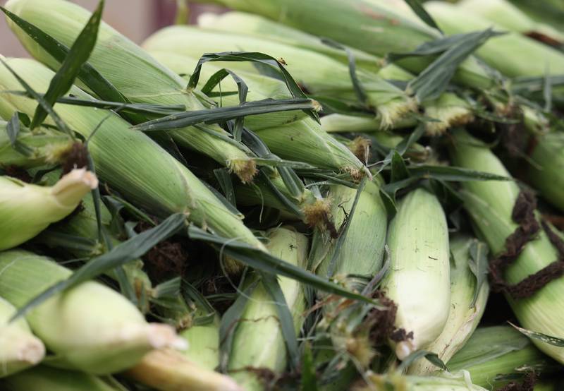Sweet corn at Wessels' Family Farm Market Tuesday, Aug. 19, 2025, in DeKalb.