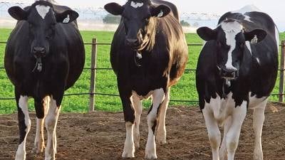 Embryos offer opportunities to control your herd’s future