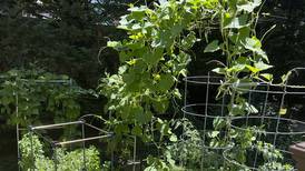 Transform your tiny garden into a lush haven with these creative tips