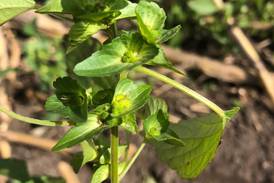 Novel Illinois weed species identified in Stephenson County