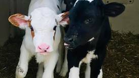 Visitors learn about farm animals