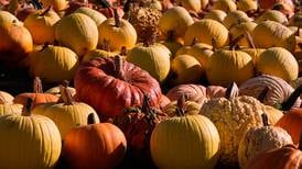 Halloween pumpkin waste is a methane problem, but chefs and farmers have solutions