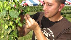 From the Fields: Hops ready for harvest