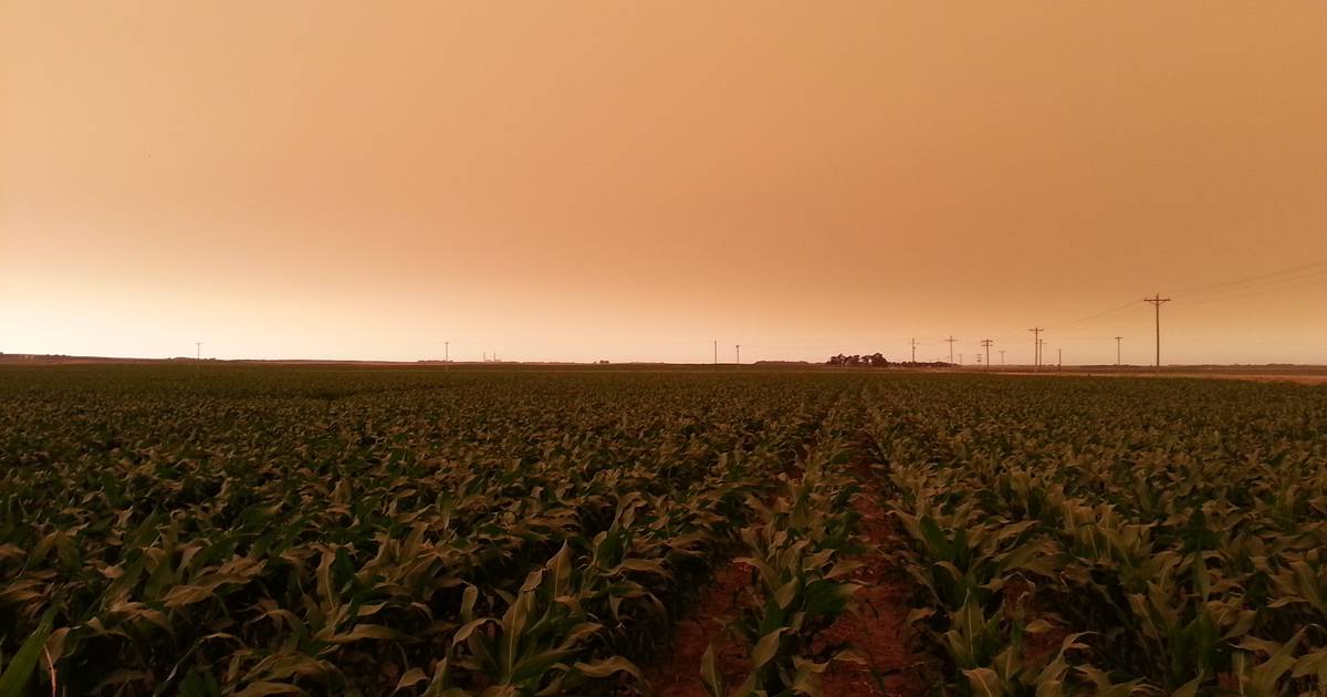 Wildfire smoke affects Midwest crops