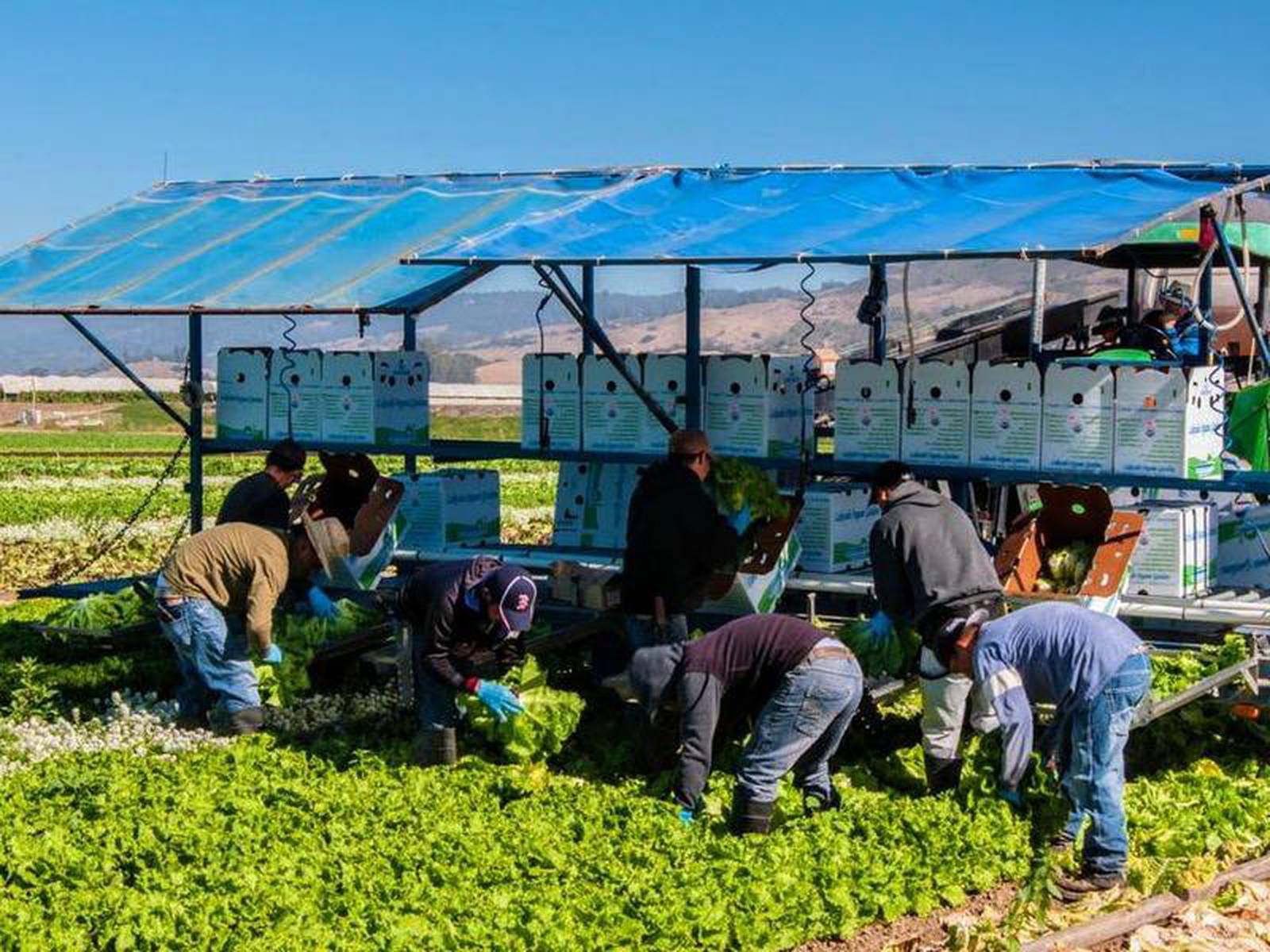 Ag labor coalition seeks H2A wage relief AgriNews