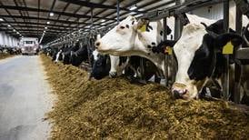 Bolster hypocalcemia prevention with calcium boluses