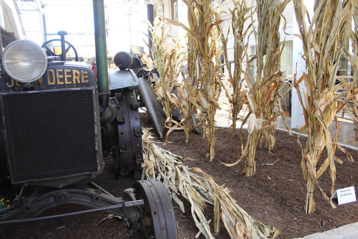 Corn was planted in the display for the one-row 1930 No. 10 Corn Picker. The check-row corn is planted on 40-inch rows so that farmers could cultivate it in either direction. This is just one of 57 pieces of equipment that was on display at the Gathering of the Green this year.