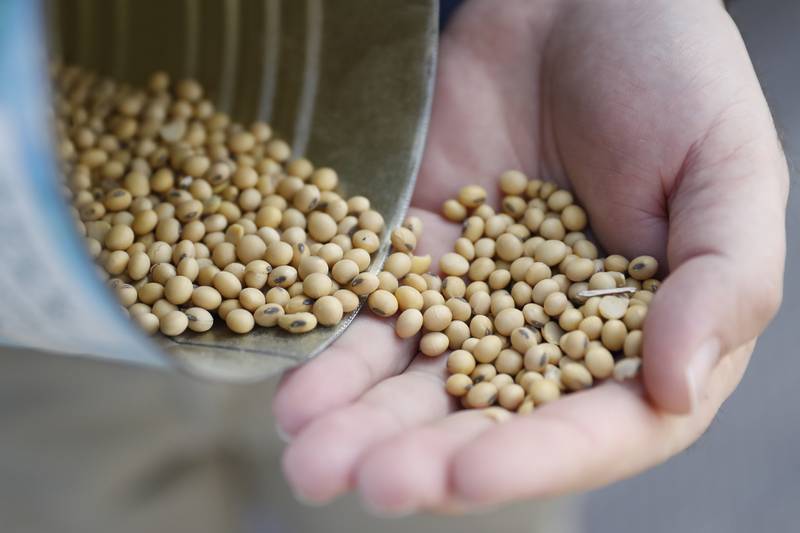 Creating new economic opportunities through high oleic acid varieties and reduced risk of soybean cyst nematode are at the center of two projects at the University of Illinois funded by farmers through the Illinois Soybean Association.