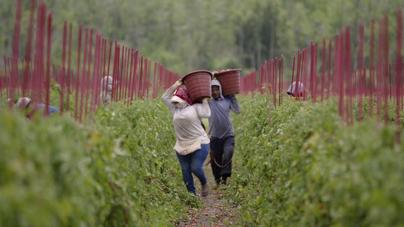 This image released by Magnolia Pictures shows a scene from the documentary “Food, Inc. 2.”