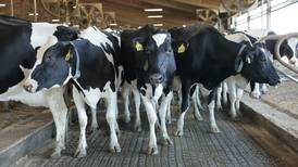Make smart mastitis treatment decisions without sacrificing cow health