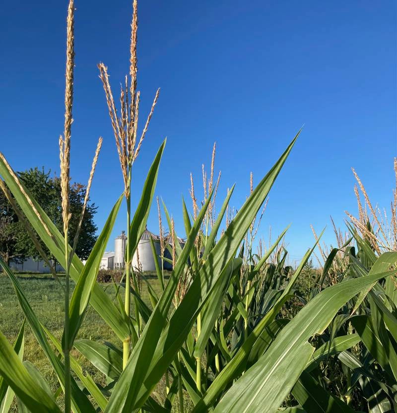 Indiana crop progress.