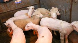 Sheep shearing school coming March 14