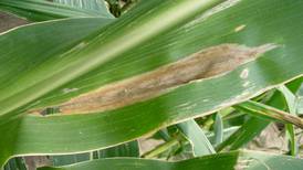Northern corn leaf blight management tips
