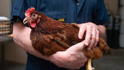 New assay offers way to combat threat of highly pathogenic avian flu