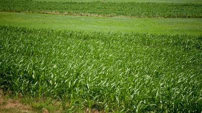 Scouting tips from Beck’s: Agronomist shares early-season advice
