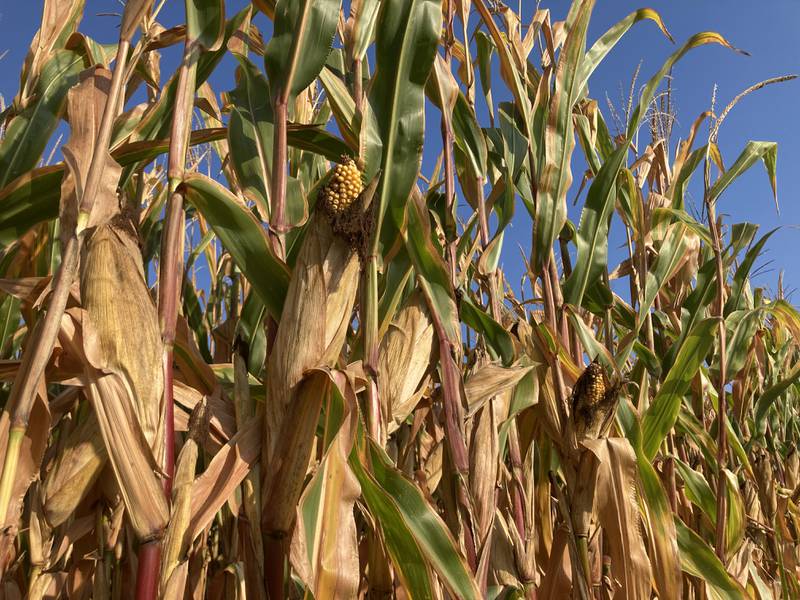 Indiana crop progress for Sept. 19, 2025.