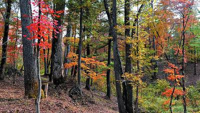 Calendar: Planting trees for bucks, birds and bees