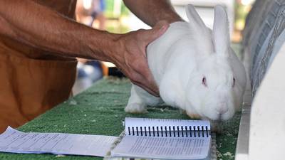 Calendar: Hands-on Rabbit Workshop