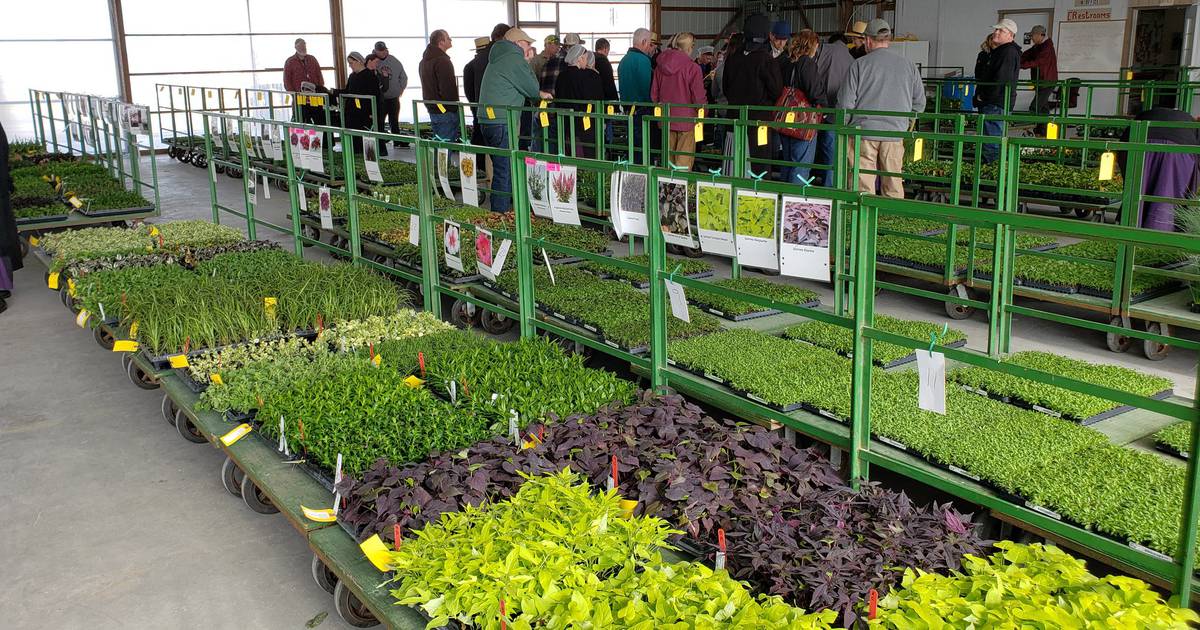 Auction revives vegetable farms, builds Amish communities AgriNews