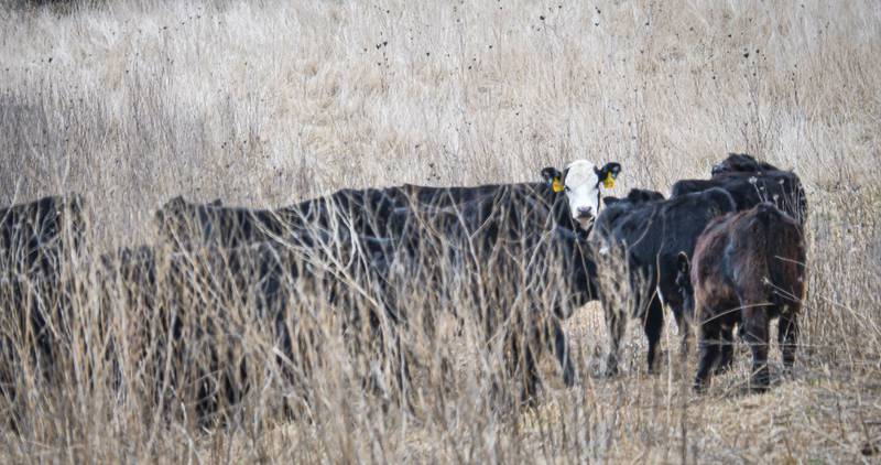 The Indiana Dairy Producers Forum will be held Jan. 28-29 in French Lick, Indiana.