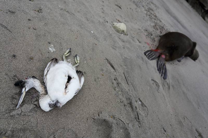 A dead sea bird lays beside a dead sea lion on the beach at Punta Bermeja, on the Atlantic coast of the Patagonian province of Río Negro, near Viedma, Argentina. Government experts suspect that bird flu is killing sea lions along Argentina's entire Atlantic coastline, causing authorities to close many beaches in order to prevent the virus from spreading further.