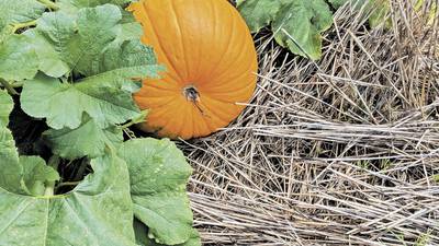 Calendar: Pumpkin Field Day