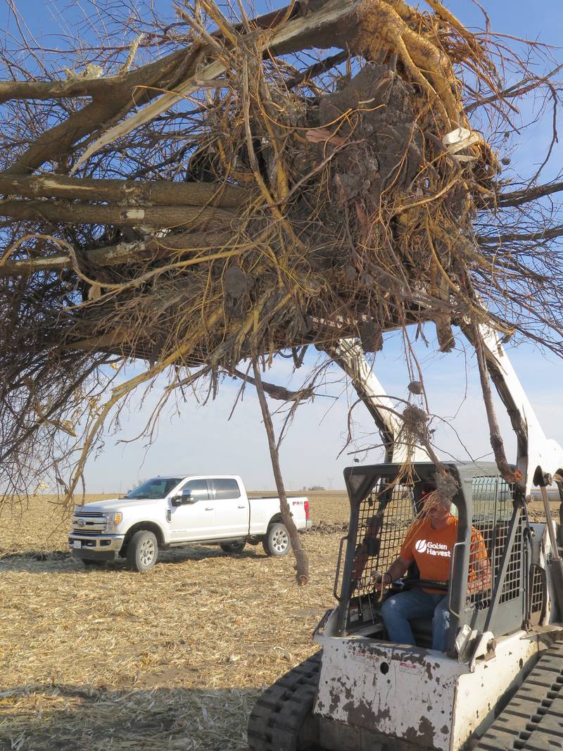 AGRINEWS PHOTO/TOM C. DORAN
With harvest wrapped up, Aaron Rients hauled his skid steer to one of the fields he farms near Swygert, Ill., to clear trees from a fence line.