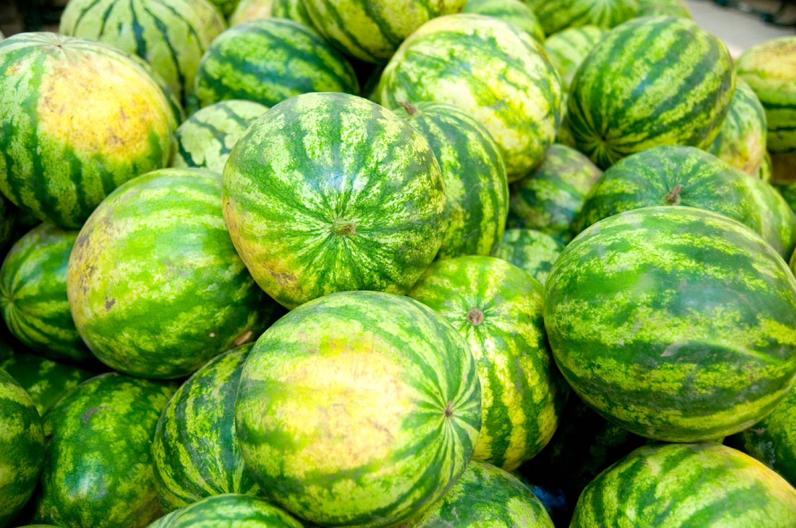Chow Line Deep yellow field spot on watermelon key to choosing sweet