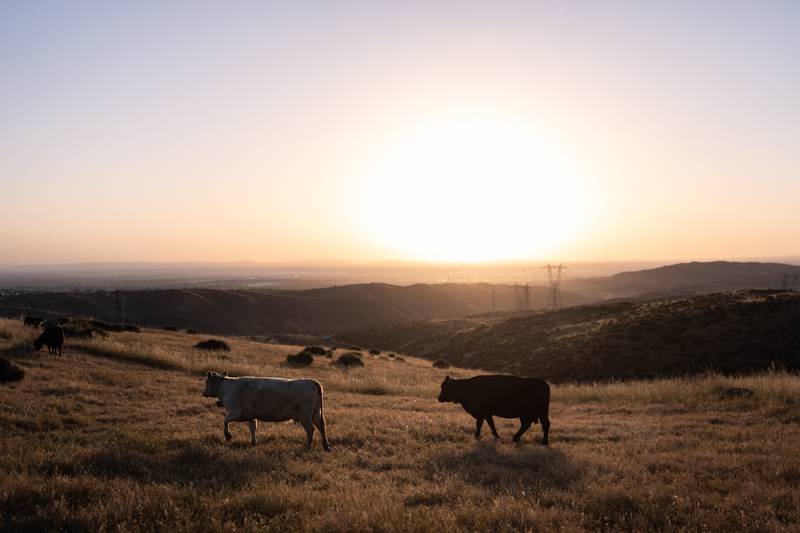 Cattle roam on a hillside at sunrise.