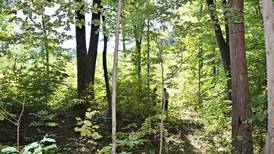 21 Hoosier hardwood mills, lumber companies call for tariff relief