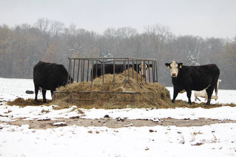 Rule of thumb: For every degree below the lower critical temperature, a cow’s energy requirement, or TDN, increases by 1%. That’s assuming the cow is in a body condition score of 5 or greater.