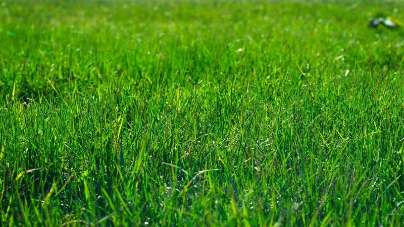 Fertilizer is essential for maintaining healthy, relatively weed-free and disease-free grass.