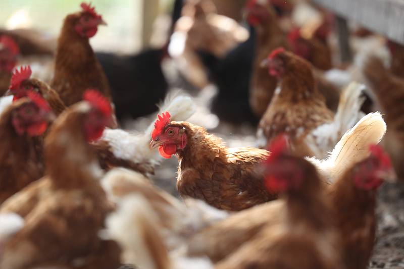 Farm 2 Veterans raises hundreds of free range chickens on their Manhattan farm to donate eggs to various organization  that provide meals to veterans.