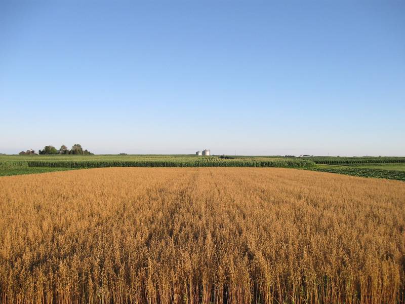 Oats growing near plots of corn at Iowa State University’s Marsden Farm, where researchers have studied long-term rotations of crops since 2001.
