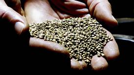 Industrial hemp growers needed for on-farm trials