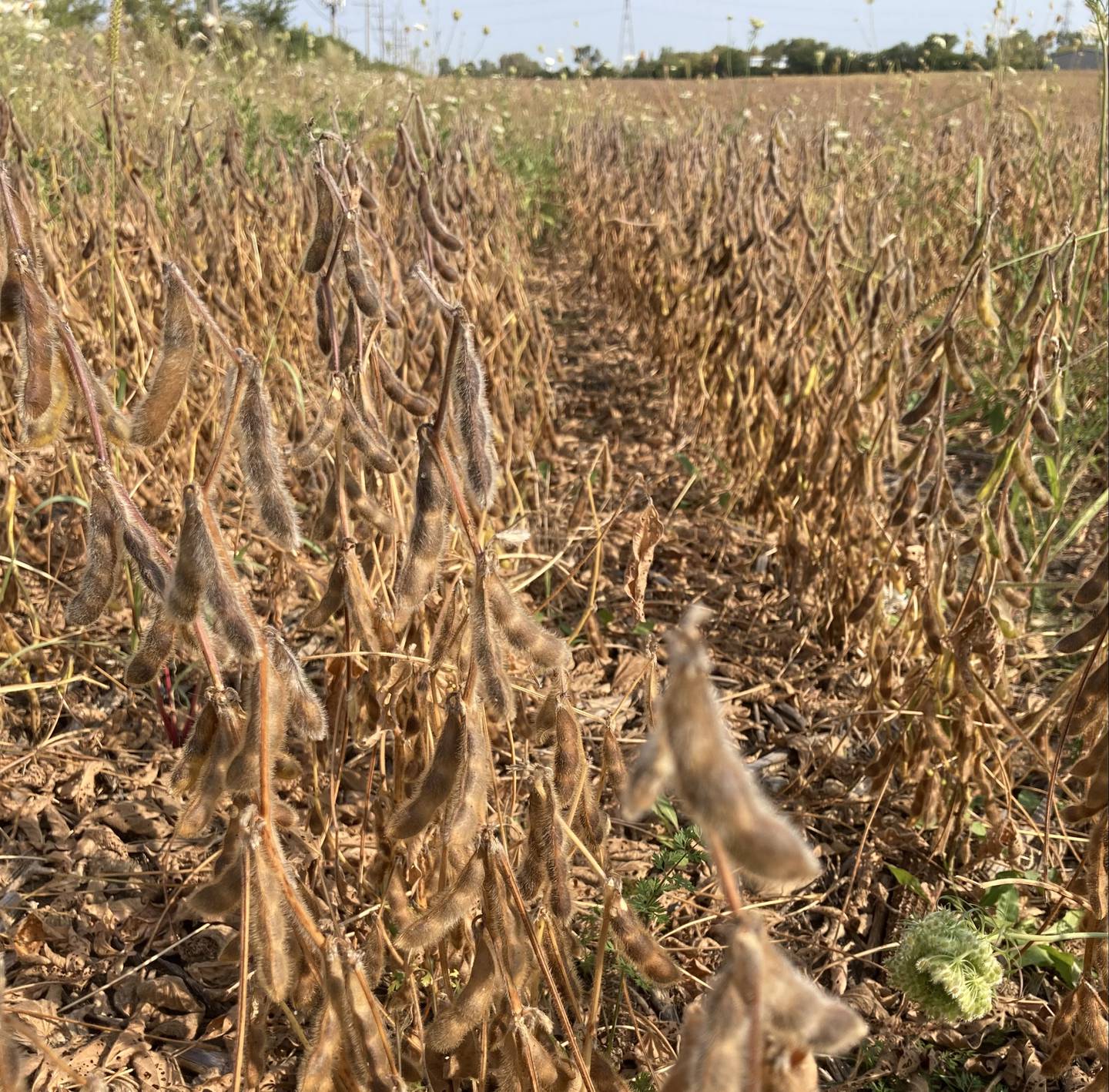 Indiana crop progress.
