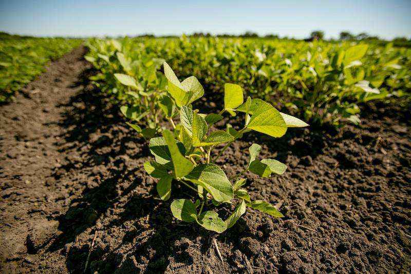 Research shows that early planting benefits unfertilized soybean fields, improving yield even in low-fertility soils.