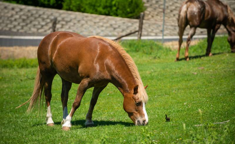 Now is the time to schedule equine spring vaccinations in Indiana.