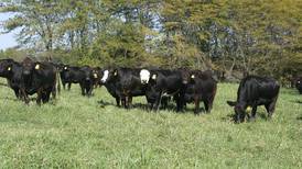 Field day to keep beef cattle producers up on trends for their herds