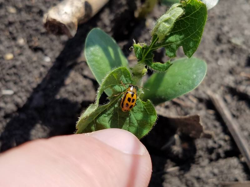 An adult bean leaf beetle feeds on a soybean seedling.