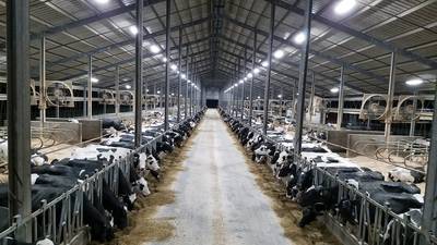Finding the best sand bedding for your dairy 