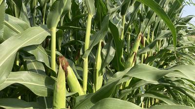 Indiana crop progress for week ending Aug. 3