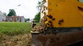 Program allows bee owners to register hives throughout the state