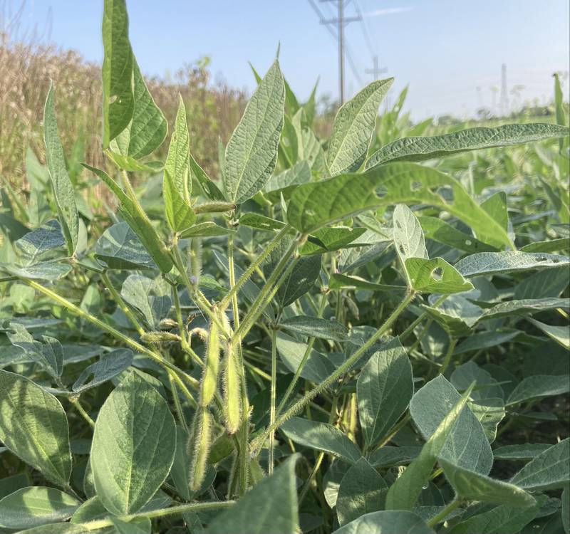 Indiana crop progress.