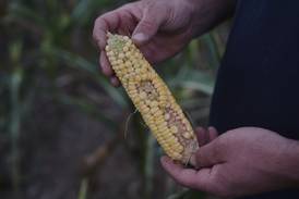 To get that perfect ear of corn, weather has to cooperate