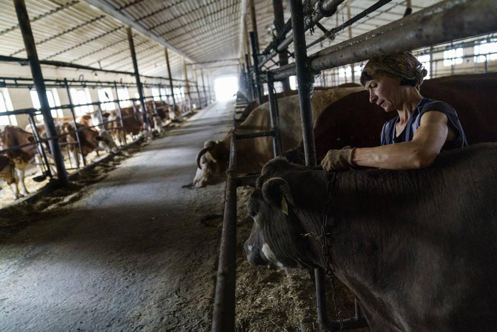 Dairy farm in Ukraine’s Donbas region struggles to survive AgriNews