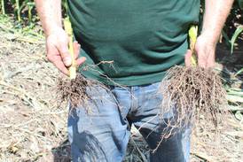 Corn rootworms active in northern Illinois fields