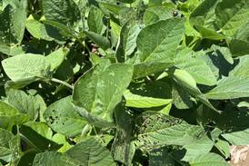 Crop issues during summer’s dog days